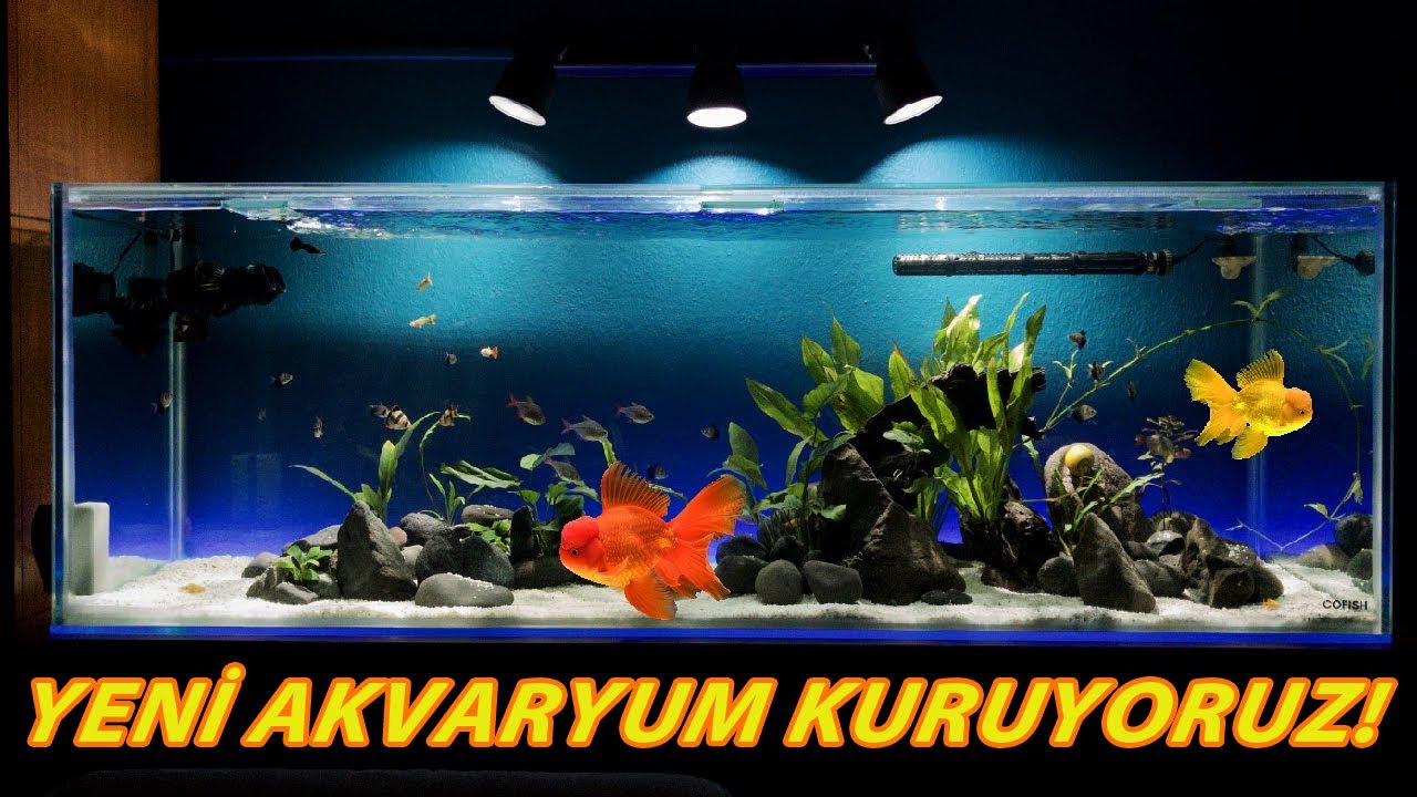 YENİ AKVARYUM KURUYORUZ!! l Bölüm 1l Akvaryum Alışverişi