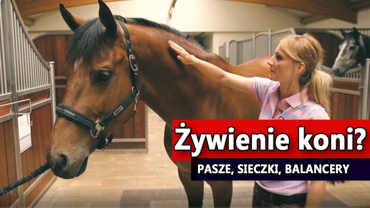 Żywienie koni, czyli jakie są rodzaje pasz, sieczek i balancerów?
