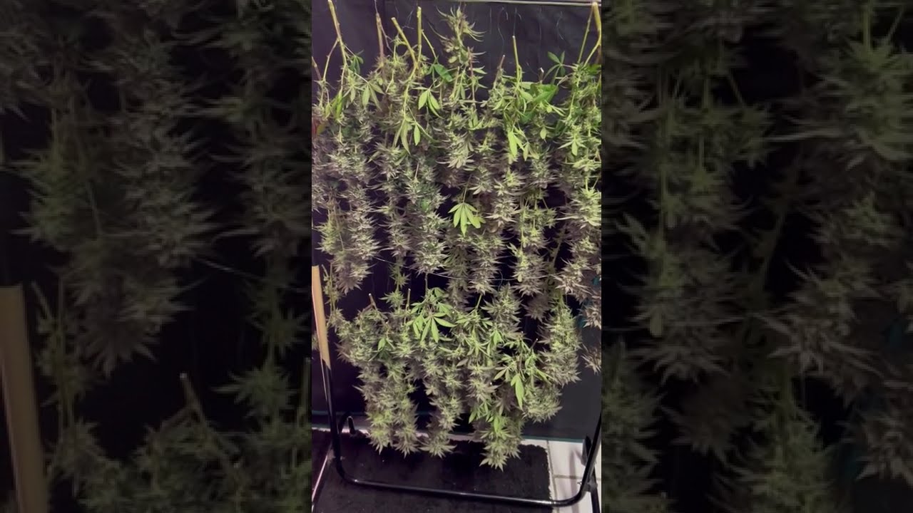 🌿 Cannafair 25  #cannabiscommunity #homegrown #cannabiscontent #cannabisdaily #organicgrow