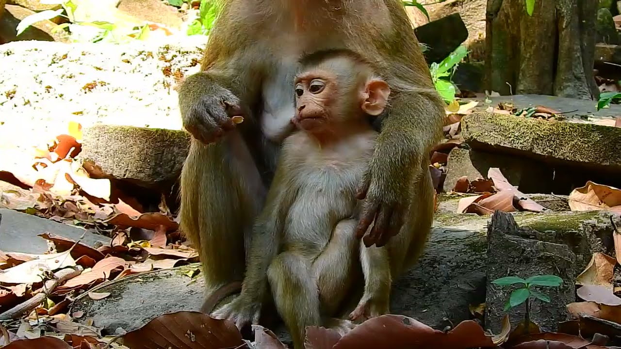 looking little baby monkey feeling upset