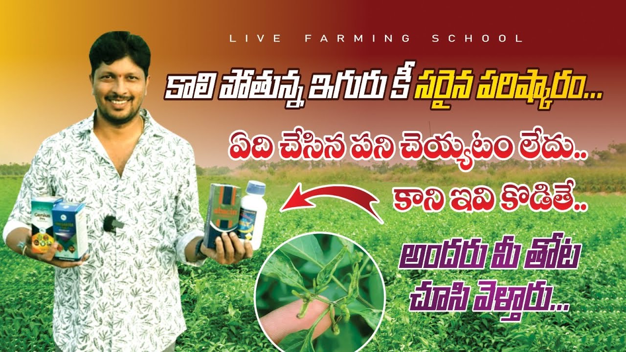 #మిరప లో #కాలి పోతున్న ఇగురు కీ సరైన మందు వచ్చింది..#ఎర్ర నల్లి #త్రిప్స్ వల్లనే... ఈ రెండు స్ప్రేలు