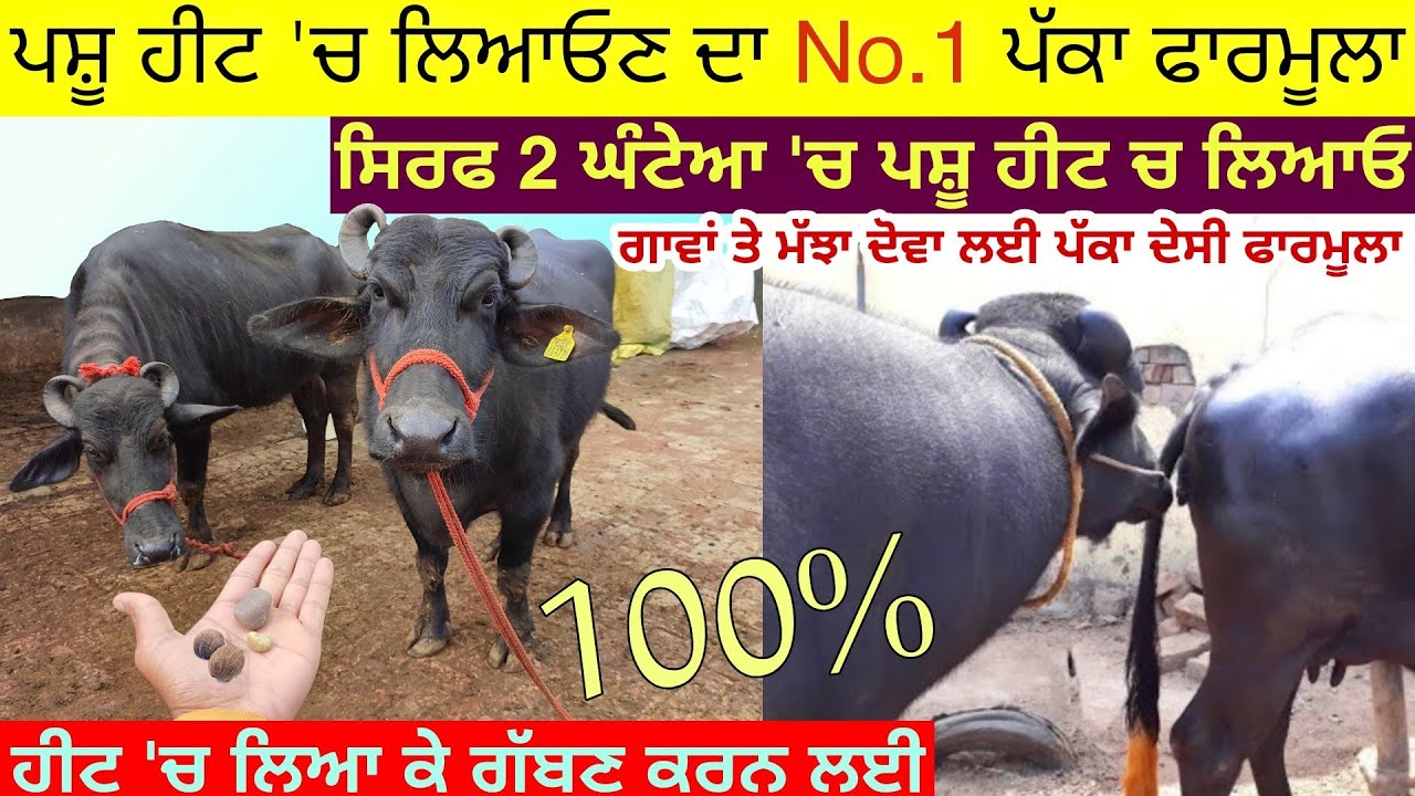 ਝੱਟ ਪੱਟ ਹੀਟ 'ਚ ਆ ਜਾਊ ਪਸ਼ੂ • Heat Problem Solution in Dairy Farm | Pashu Ko Heat Mein Laane Ka Formula