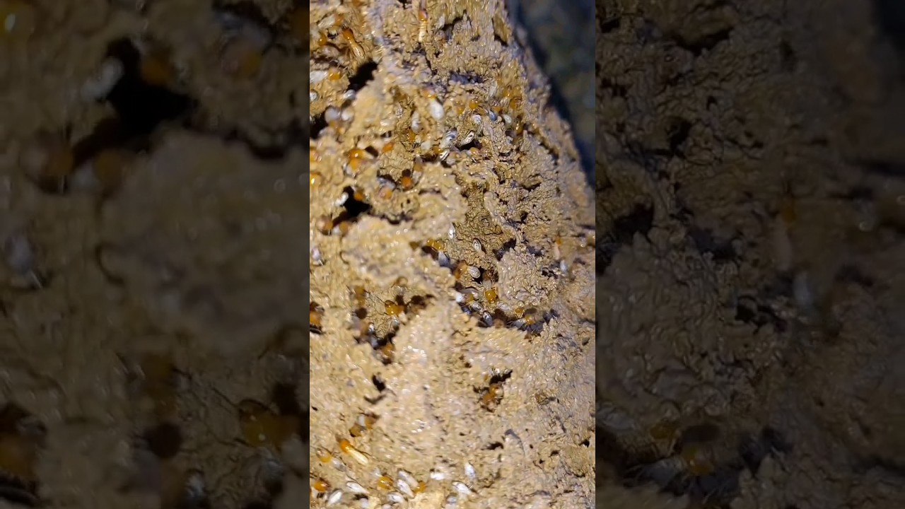 Spinifex Termites #shorts @Sonyakisa8