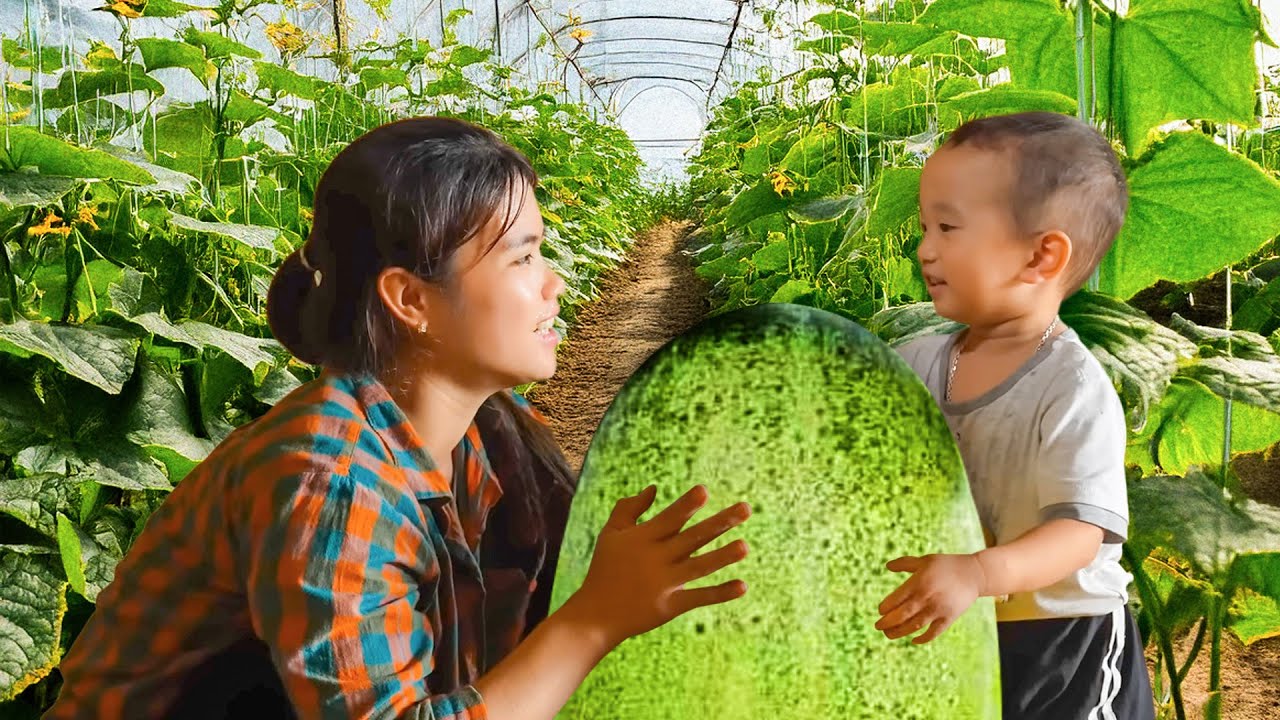 Harvesting Giant Cat Melons and Cooking Pig Feed - From Garden to Market