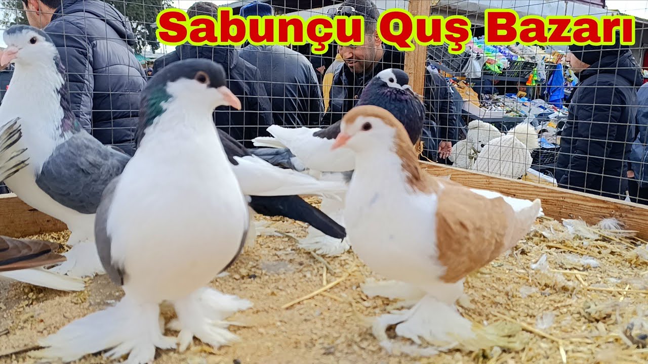 Sabunçu Quş Bazarı 1 mart 2026