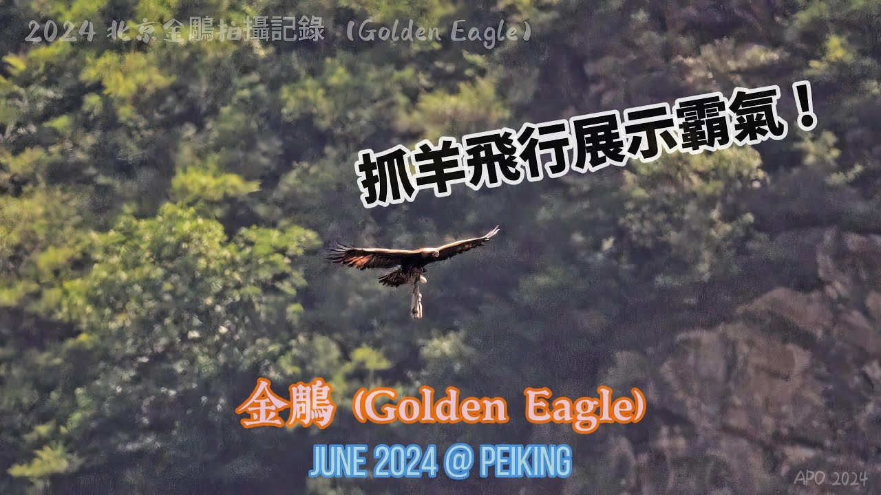 金鵰 (Golden Eagle) 拍攝記錄 (抓羊飛行)