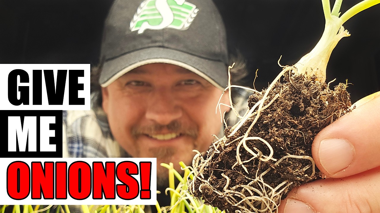 Create The Best Onion Starts - Garden Quickie Episode 280