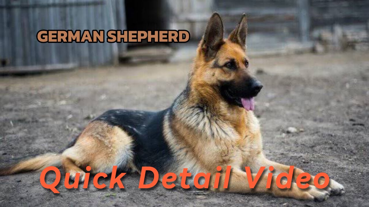 GERMAN SHEPHERD QUICK DETAIL VIDEO || INDIA || 2024 || #dog #pets #germanshepherd #doginformation