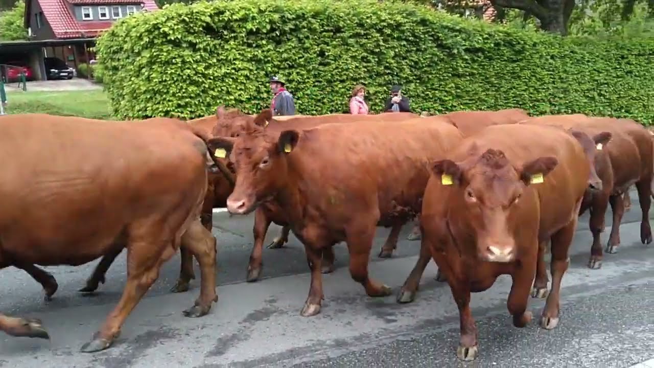 Kuhaustrieb in St. Andreasberg 2022