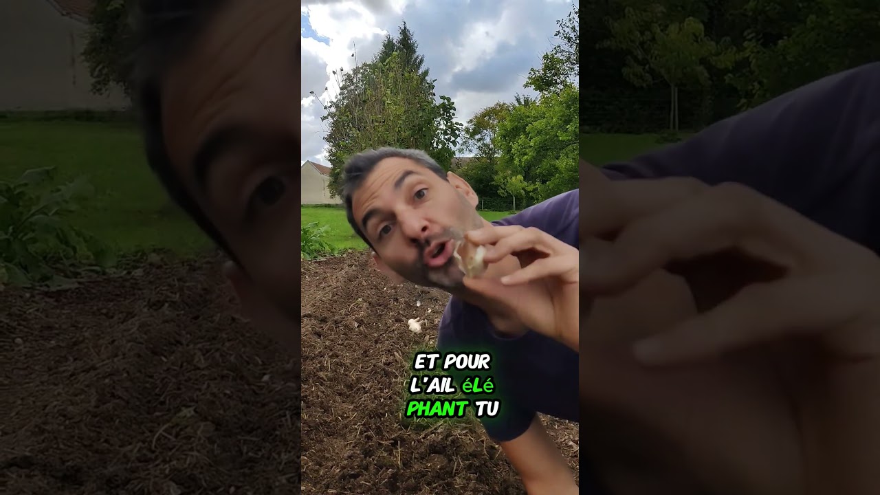 Ail gratuit a Vie #permaculture #potager #autonomie