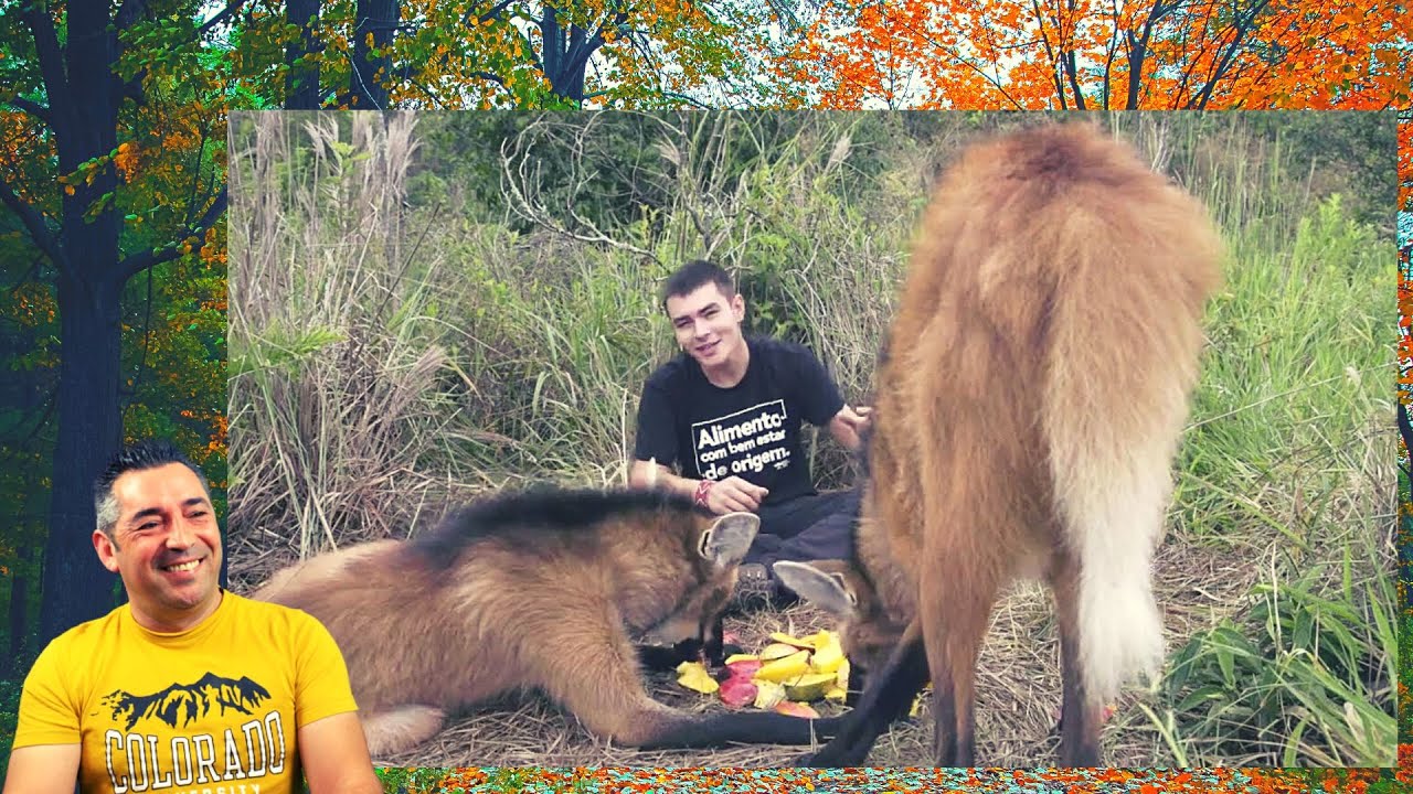 Portuga reage a LOBO-GUARÁ, ELE COME DESDE CASCAVEL ATÉ MANGA!