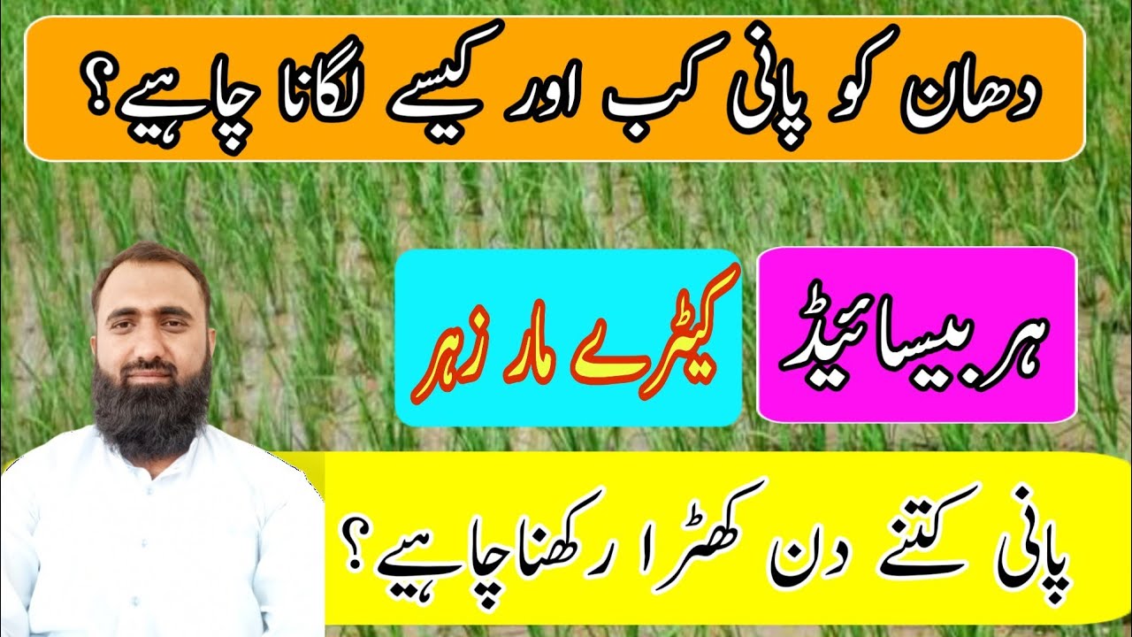 When to irrigate rice crop | How to irrigate rice crop | Bilal Kanju Official