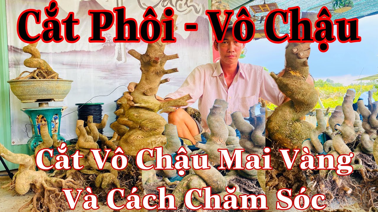 Cách xử lý mai vàng mới bứng và cách vô chậu | chia sẽ cách làm mai vàng phôi mới bứng khi vào chậu