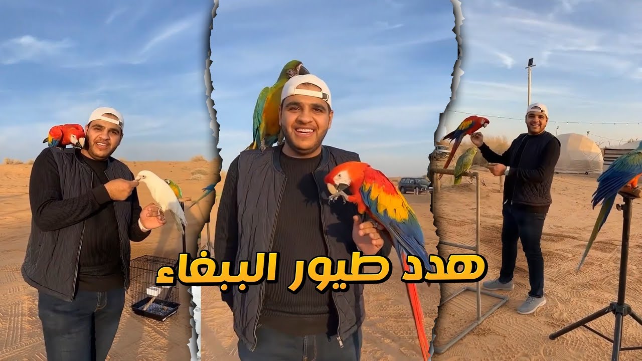 هدد طيور الببغاء في مخيم السعادة