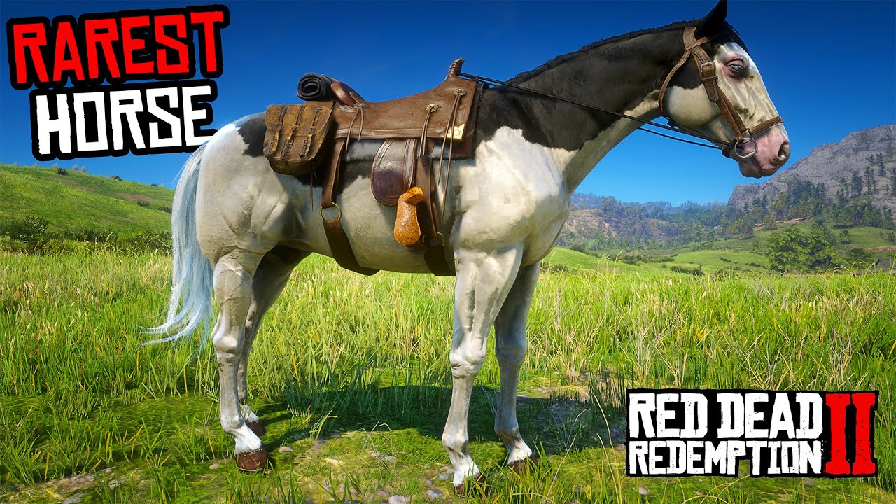 Proper Way To Get The Best & Fastest Splashed White American Paint Horse - RDR 2