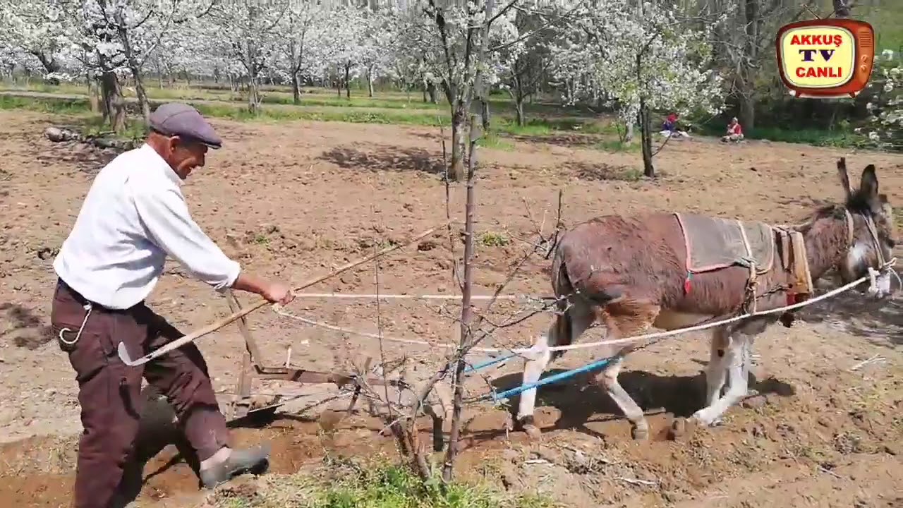atla eşekle öküzle çift sürme eski versiyon duygulanacaksınız😥🐂🐎🧙‍♂️🧙‍♀️