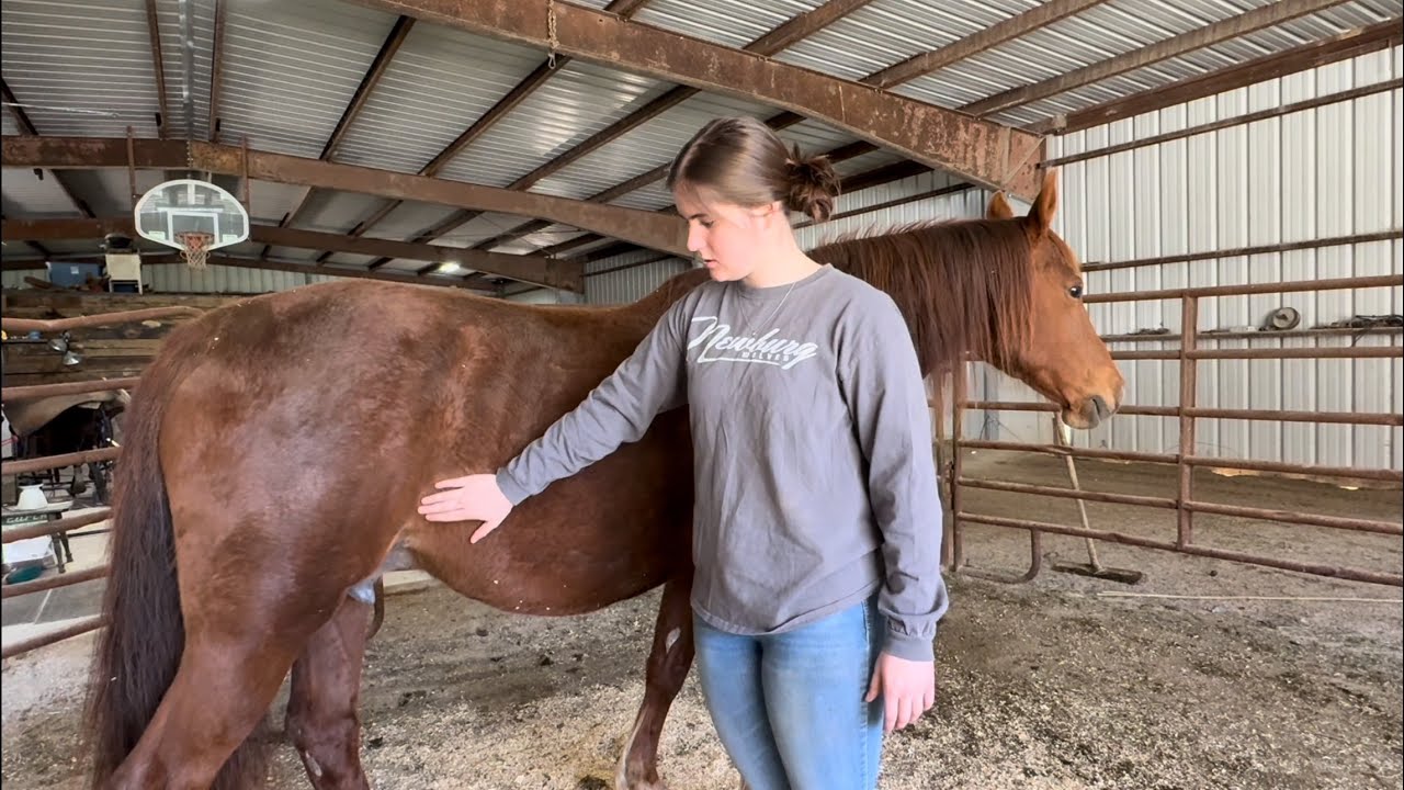 FOALING UPDATE!!! Is Our Mare Chablis In Labor?!?