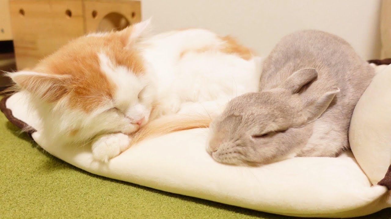 小さなクッションの僅かなスペースを分け合い、仲良くお昼寝にとりかかるウサギとニャンコが本物の姉弟みたい…