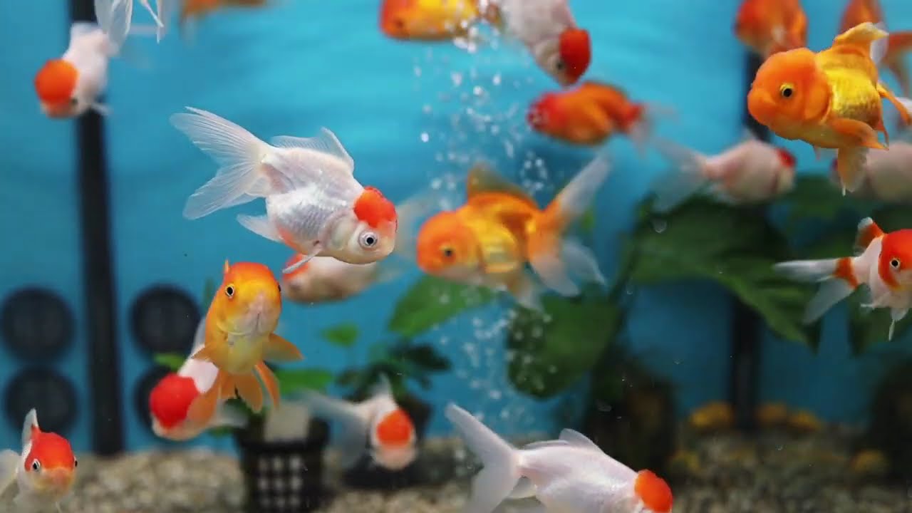 10 Minutes of Non-Stop Fishes – Relax, Enjoy & Admire Nature! 🐠🌊