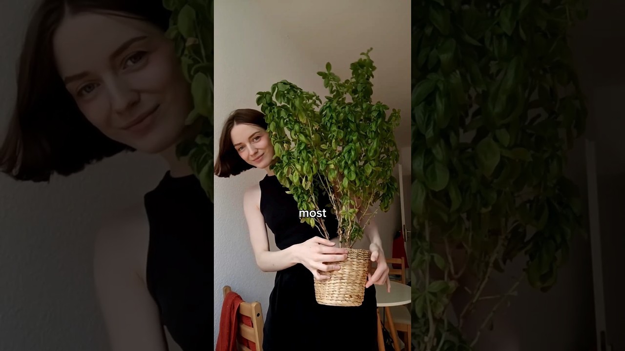 unlimited basil