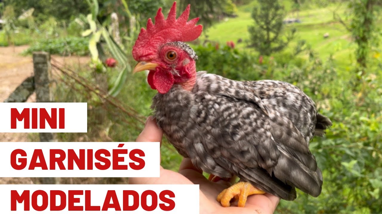 Todas as características dos nossos mini garnisés modelados | Coração Campeiro