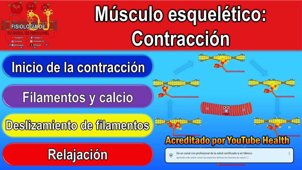Contracción muscular | Contracción muscular fisiología | Contracción musculo esquelético