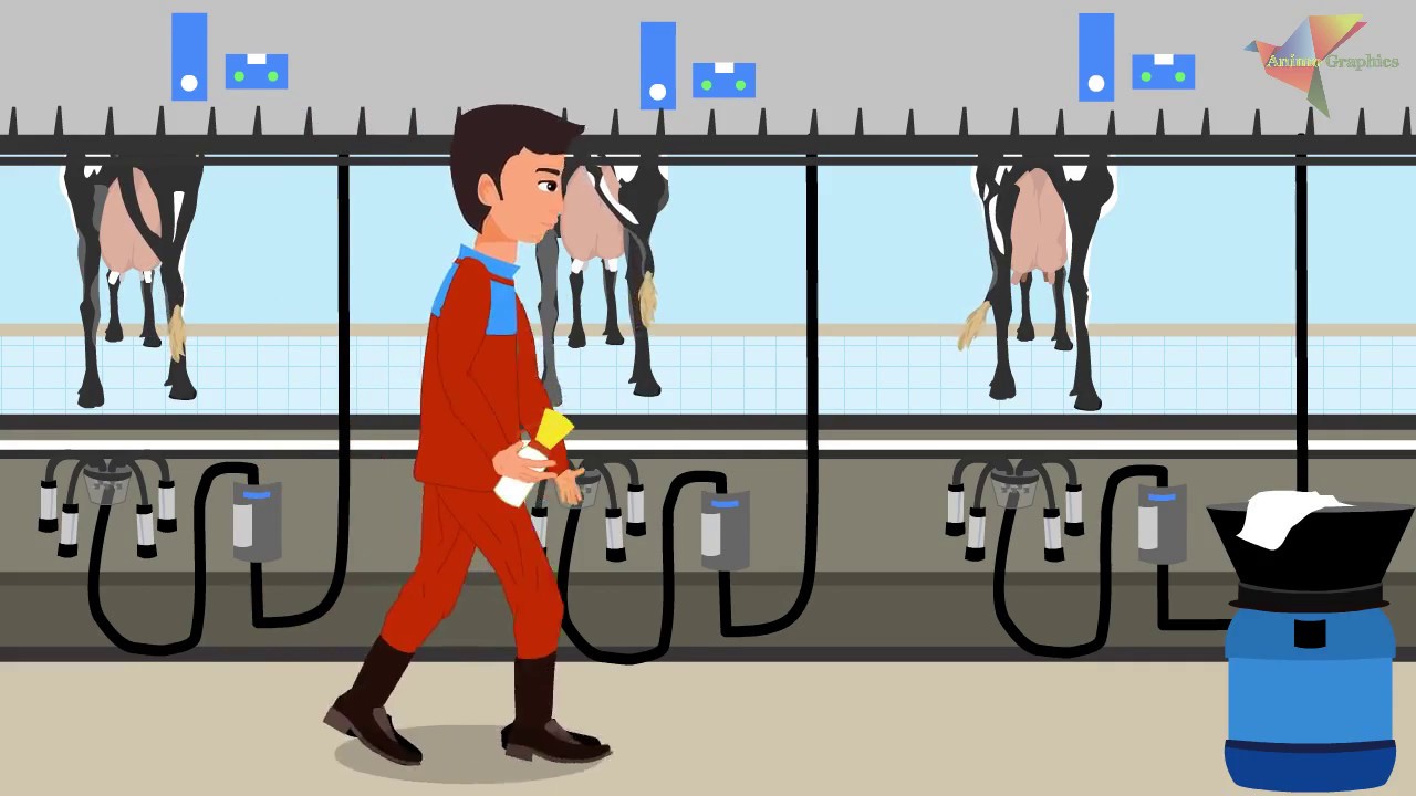 Cow Milk Production Video