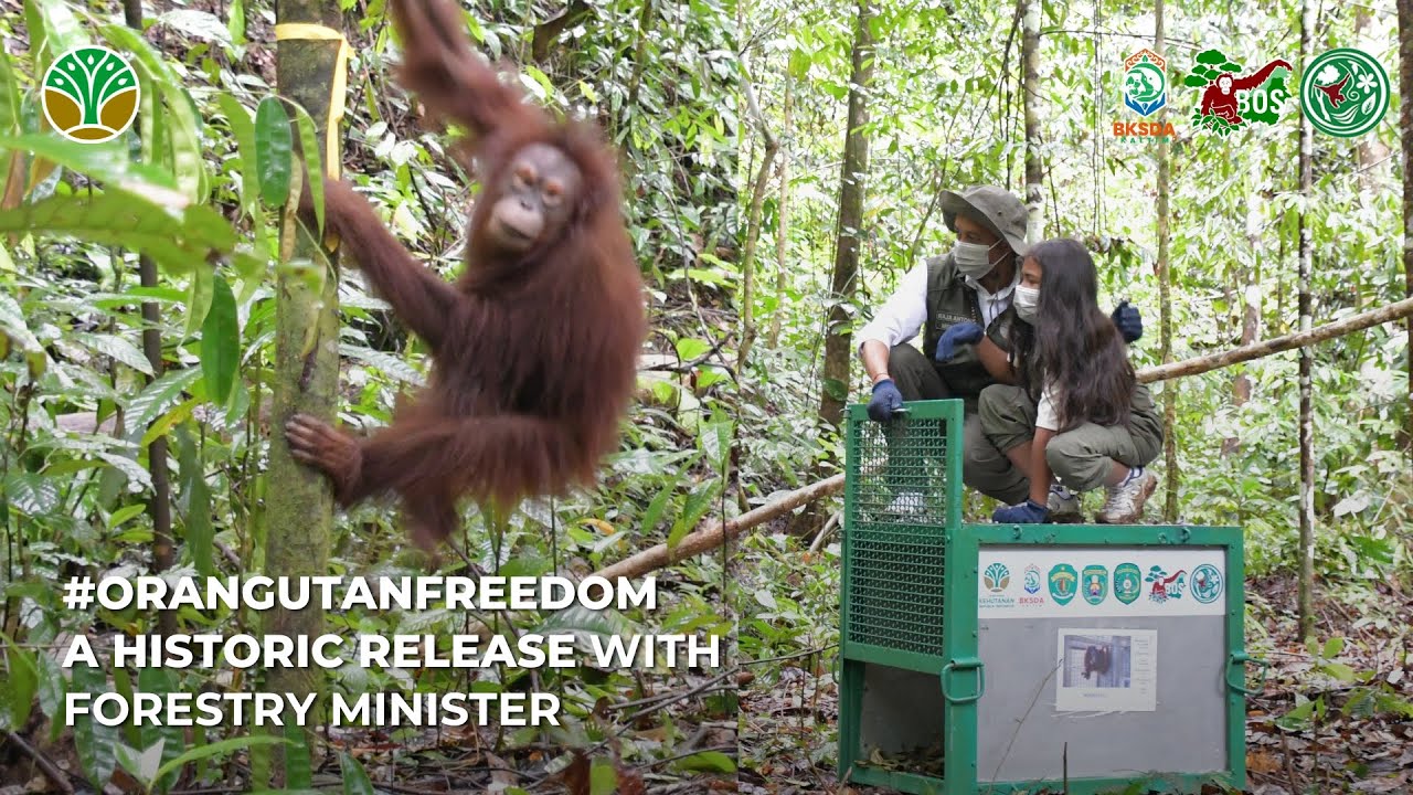 A VERY SPECIAL 27TH ORANGUTAN RELEASE FROM SAMBOJA LESTARI