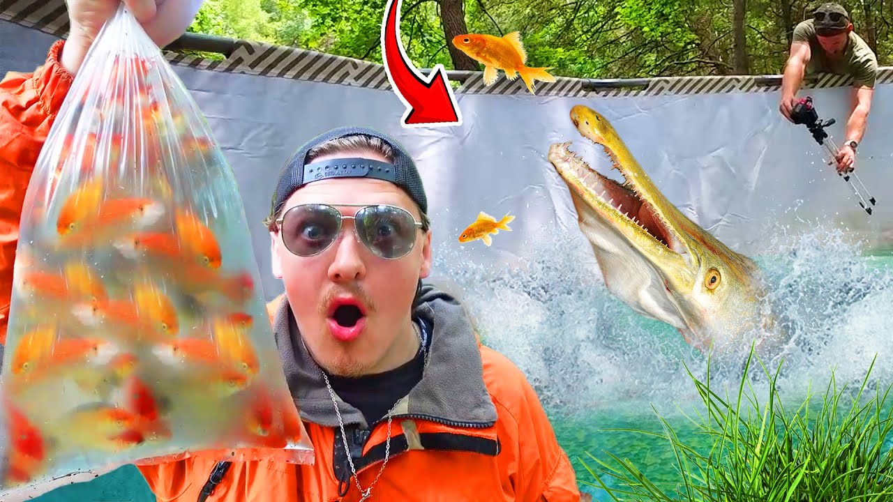 100 Goldfish VS 1 Gar Fish!