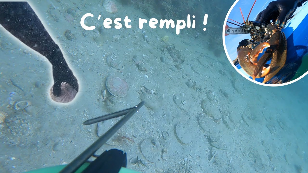 Des coquilles St-Jacques partout avec homards - chasse sous-marine Bretagne