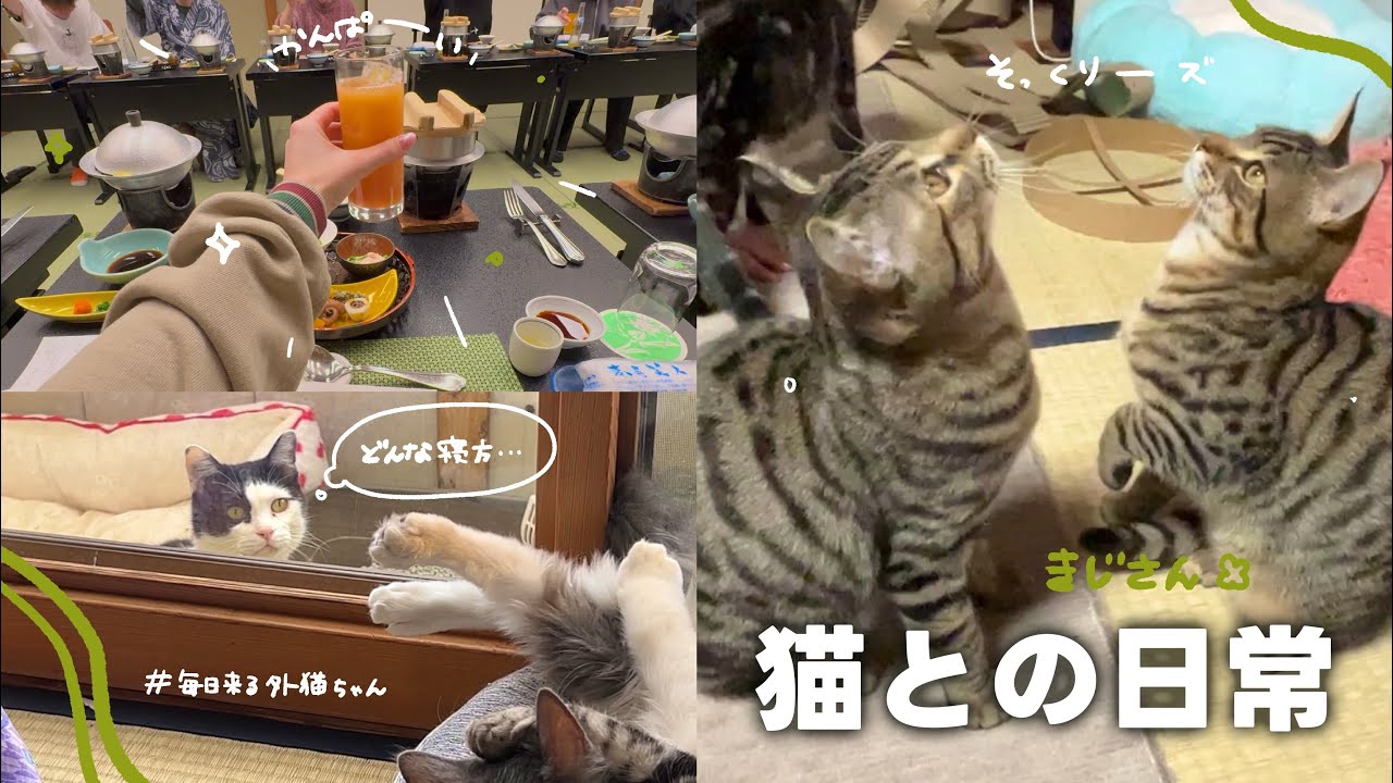 【ねことの日常 Vlog】 野良猫食堂にリピーター様が増えてきました🌸 | そっくりで兄弟のような猫ちゃん、相性は…💦 | 家族みんなで天童ホテルへ✨️【保護猫シェルター】