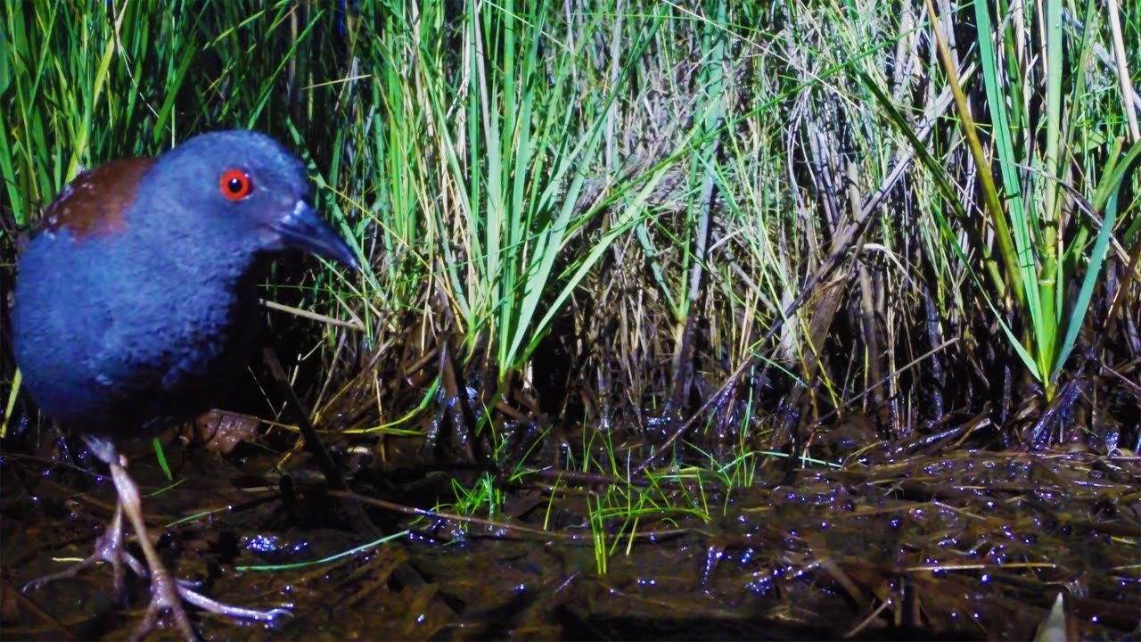 The Rare Black Rail