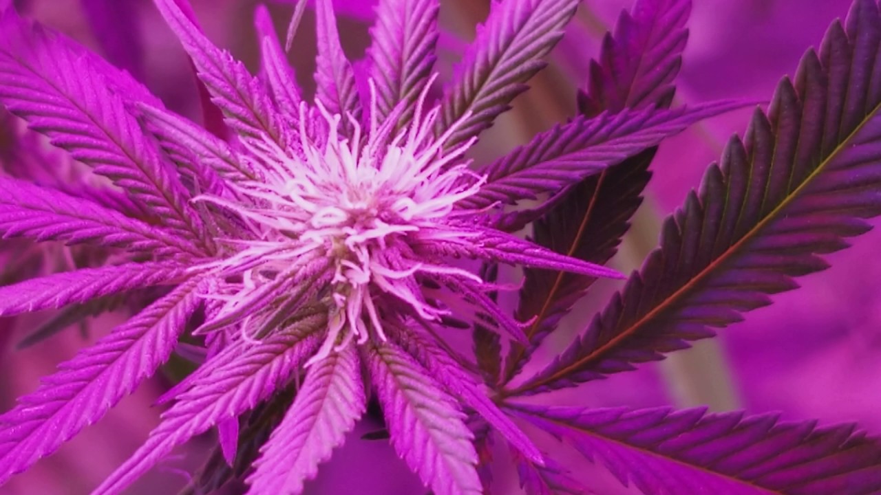 My LED bud grow