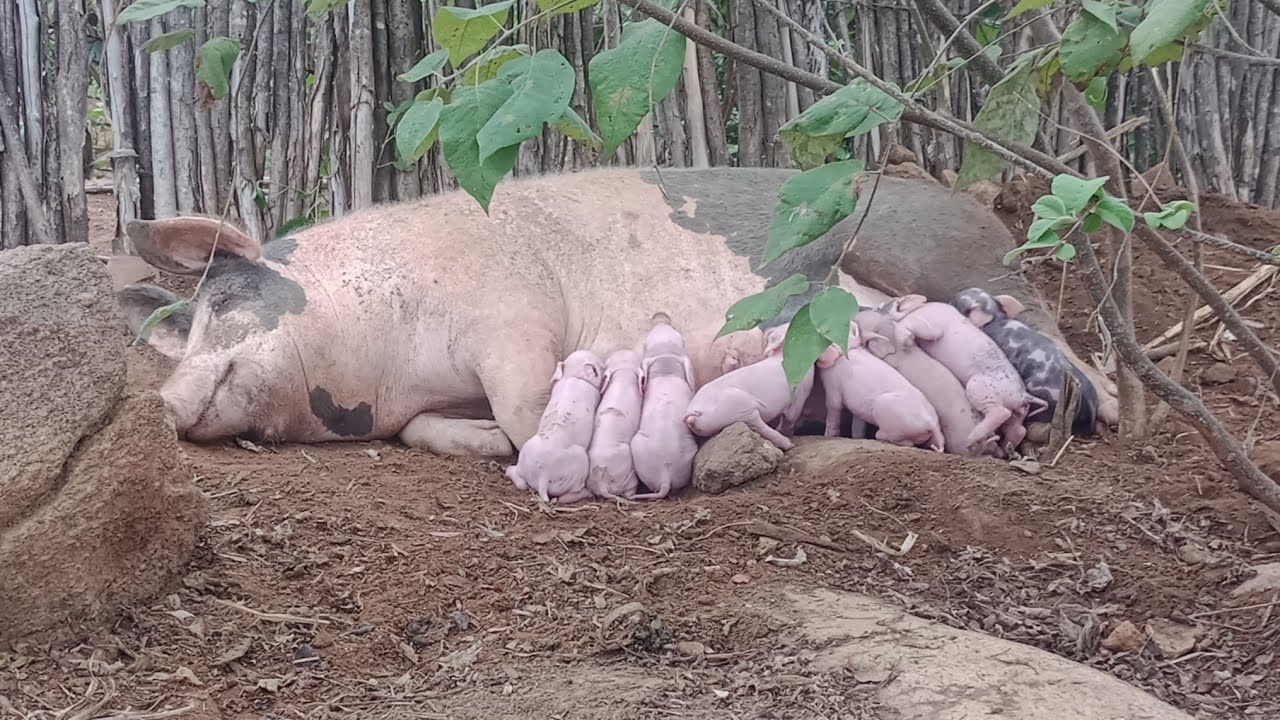 AMOSTRANDO OS BACURIM NOVOS