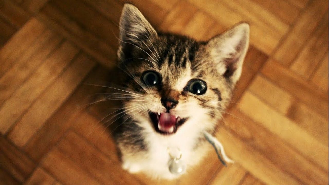 Cute Kittens Meowing Compilation - SO CUTE!