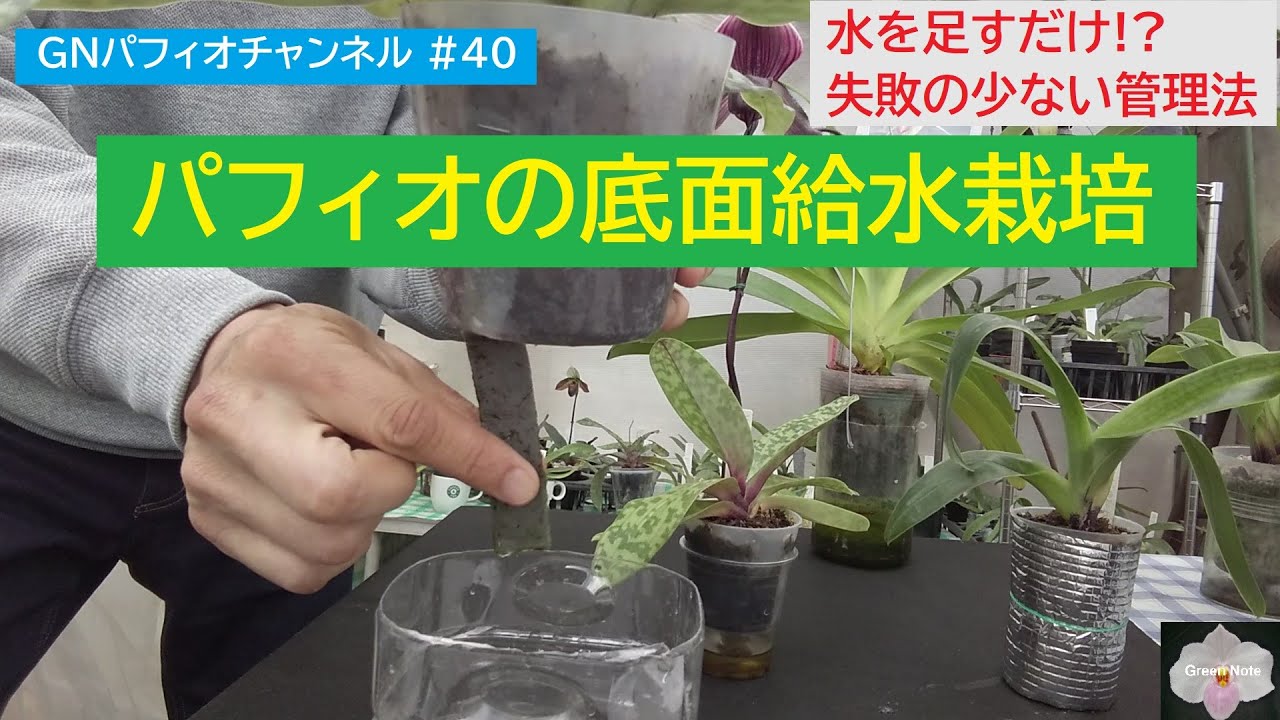 #40 パフィオの底面給水栽培