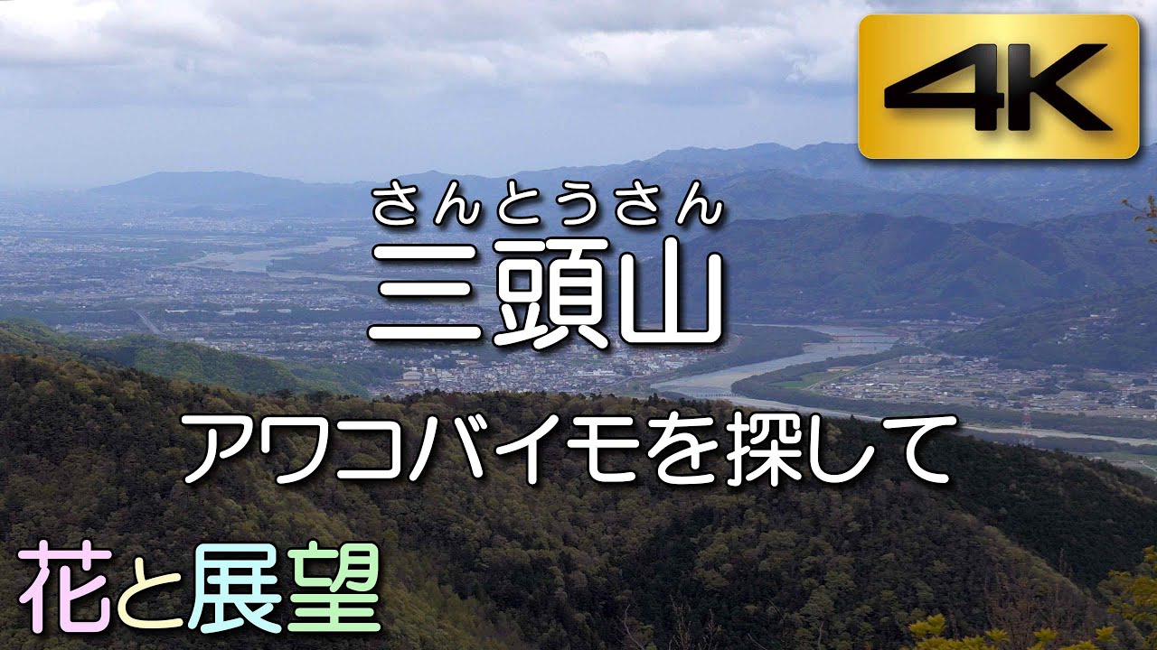 四国・阿讃山脈・三頭山。アワコバイモを探して