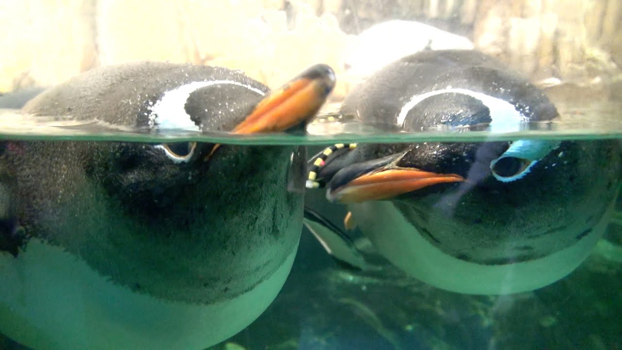 Things to do in Montreal - the Biodome