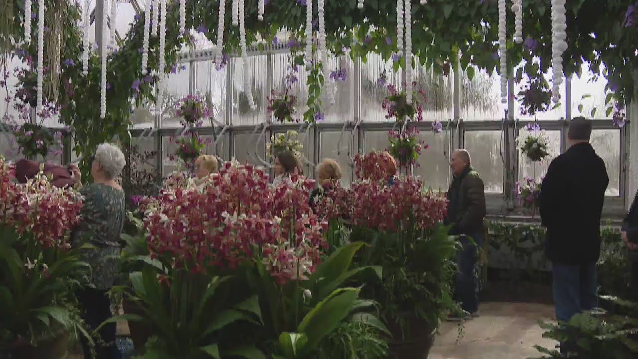 Chicago Botanic Garden showcases tropical orchids and Indian culture in new show