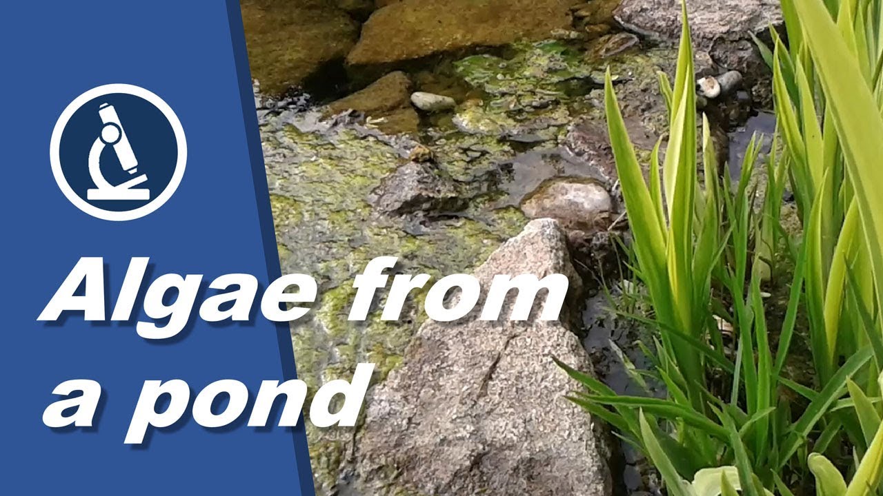 🔬 043 - How to make a WET MOUNT of ALGAE for microscopy | citizen science, amateur science project