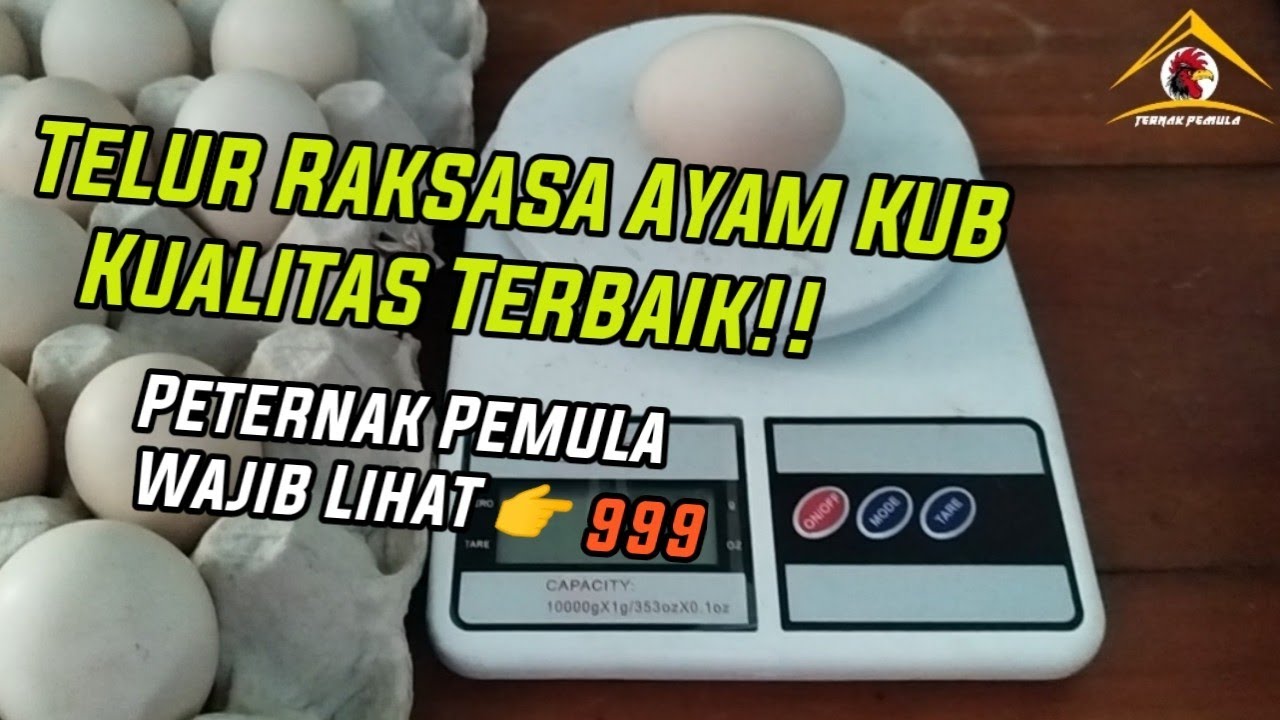 Bobot Telur Raksasa Ayam KUB di Kandang Belakang Rumah