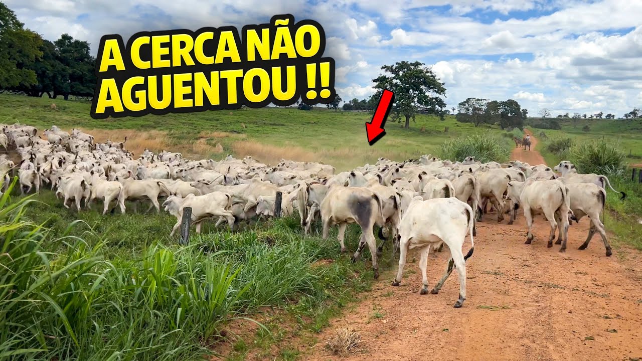 A CERCA NÃO AGUENTOU! Manejo Difícil e Mudança de Pasto na Fazenda