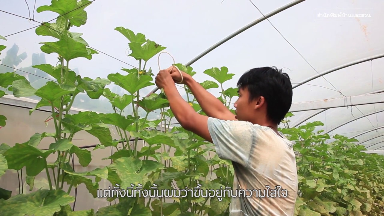 My Little Farm Vol.7 เมลอนอินทรีย์ Organic Melon