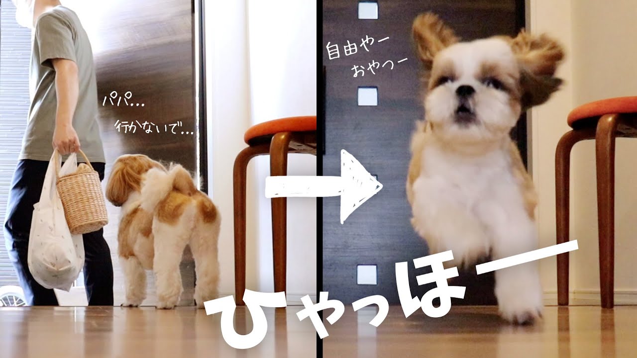 愛犬の留守番を盗撮！！分離不安症だと思ったら...めっちゃ満喫してたwww【シーズー犬との暮らし】