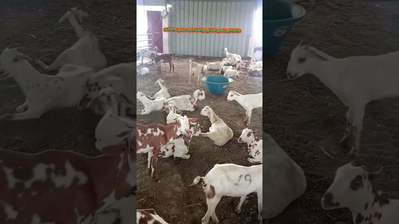 simple hay# feeder on our goats farm313 to# reduce wastage of# feeds
