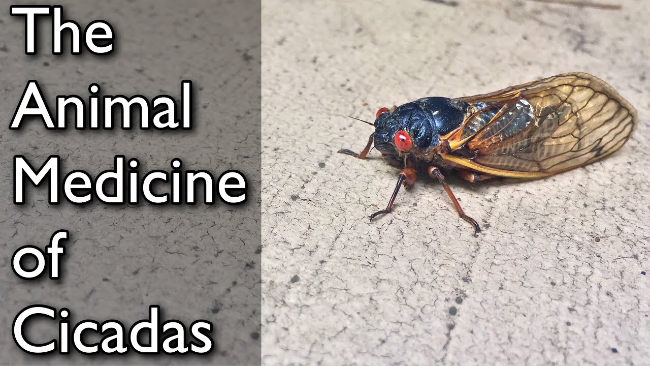 THE MAGIC OF CICADA ANIMAL MEDICINE & SYMBOLISM