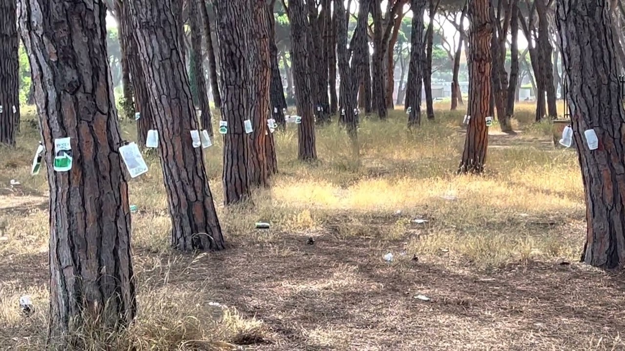Trattamento endoterapico contro la cocciniglia del pino a Ostia, pineta Acque Rosse