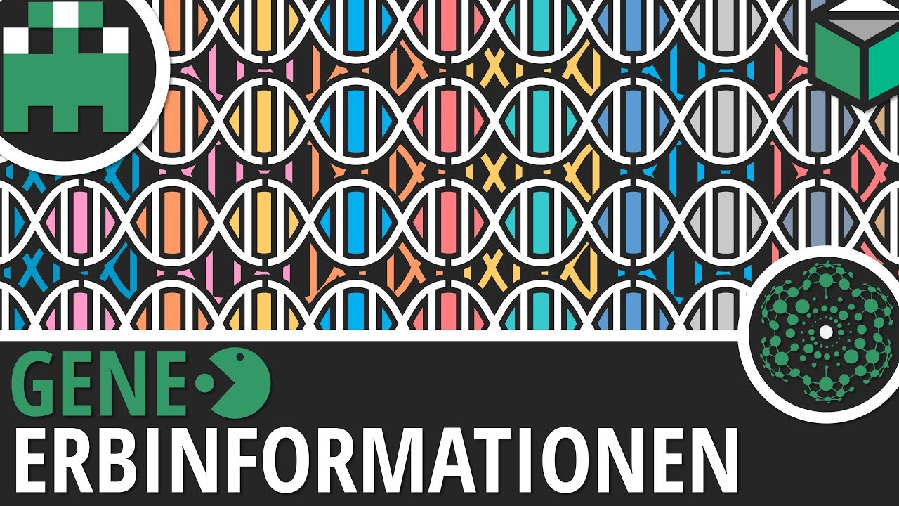 Gene Erbinformationen einfach erkl&auml;rt│Biologie Lernvideo [Learning Level Up]