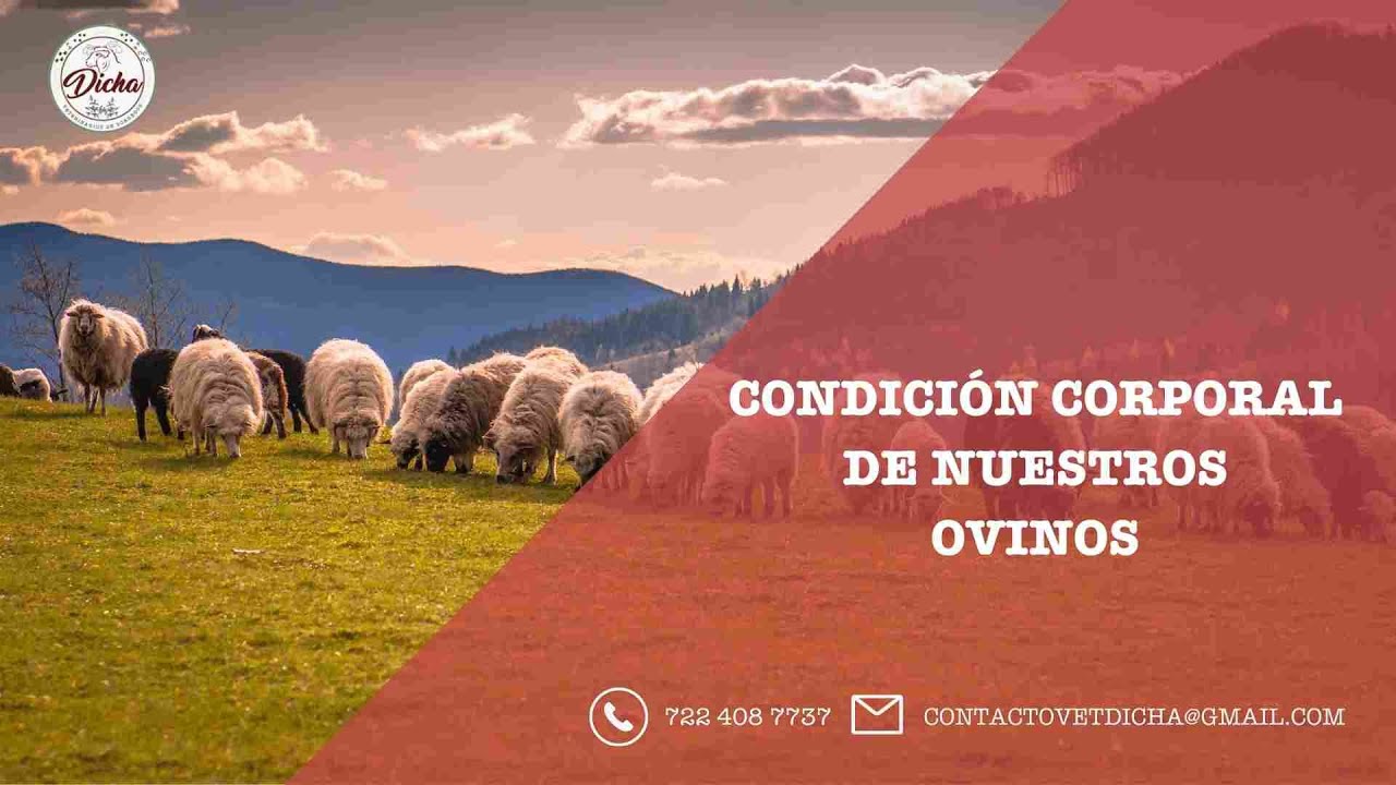 Condición Corporal de Nuestros Ovinos