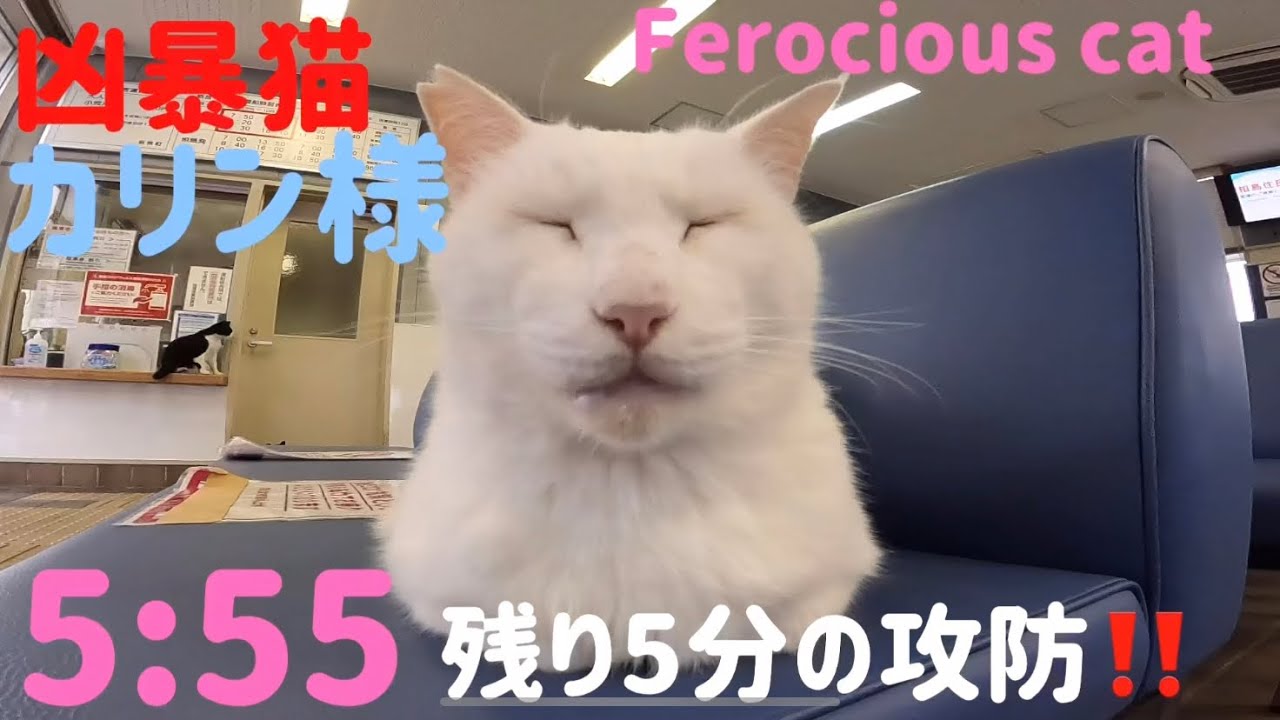 あの凶暴猫のカリン様が今日は絶対出ないと抵抗します‼️必見の感動物語 Ferocious cat
